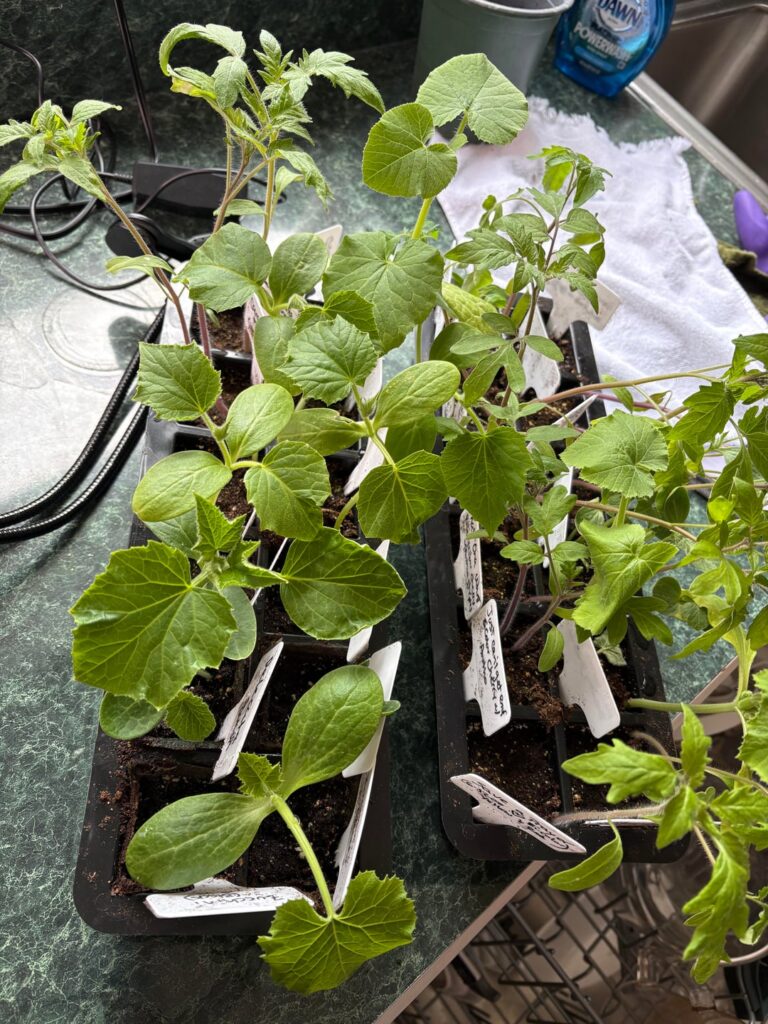Advice for differing growth needs for different veggies