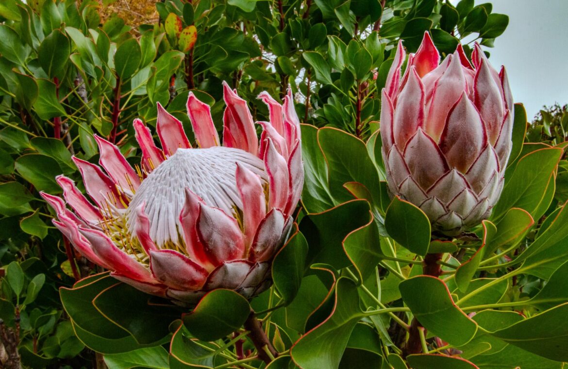 King protea (Protea cynaroides) photographed in Upcountry Maui (OC)