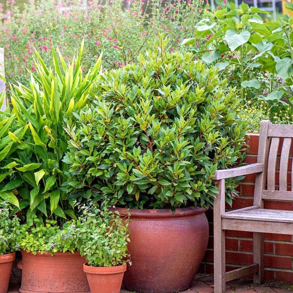 vegetable garden with wooden bench and terracotta plant pots with herbs