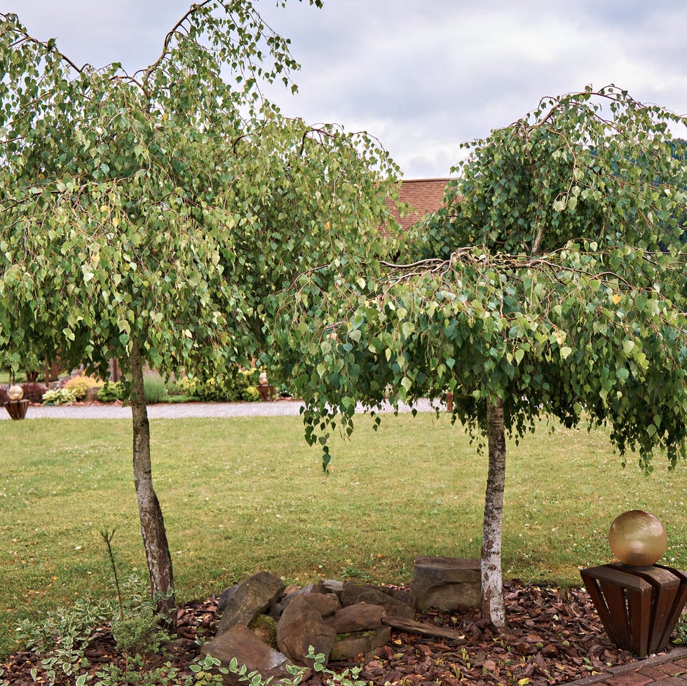 a small birch, an ornamental garden form of betula pendula, known as weeping birch youngii, growing in a lawn. landscape design. selective focus