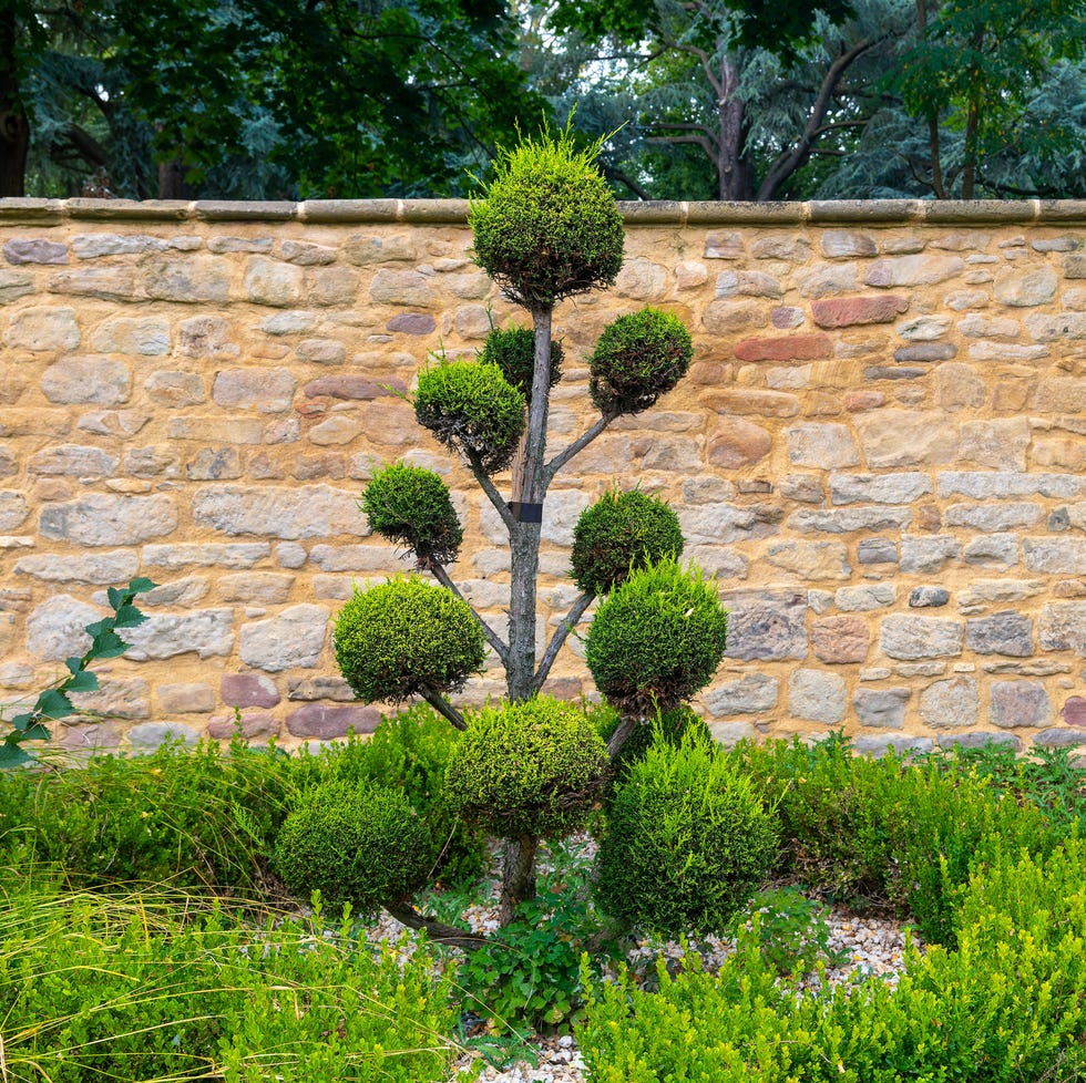 a small tree with green leaves is in front of a stone wall