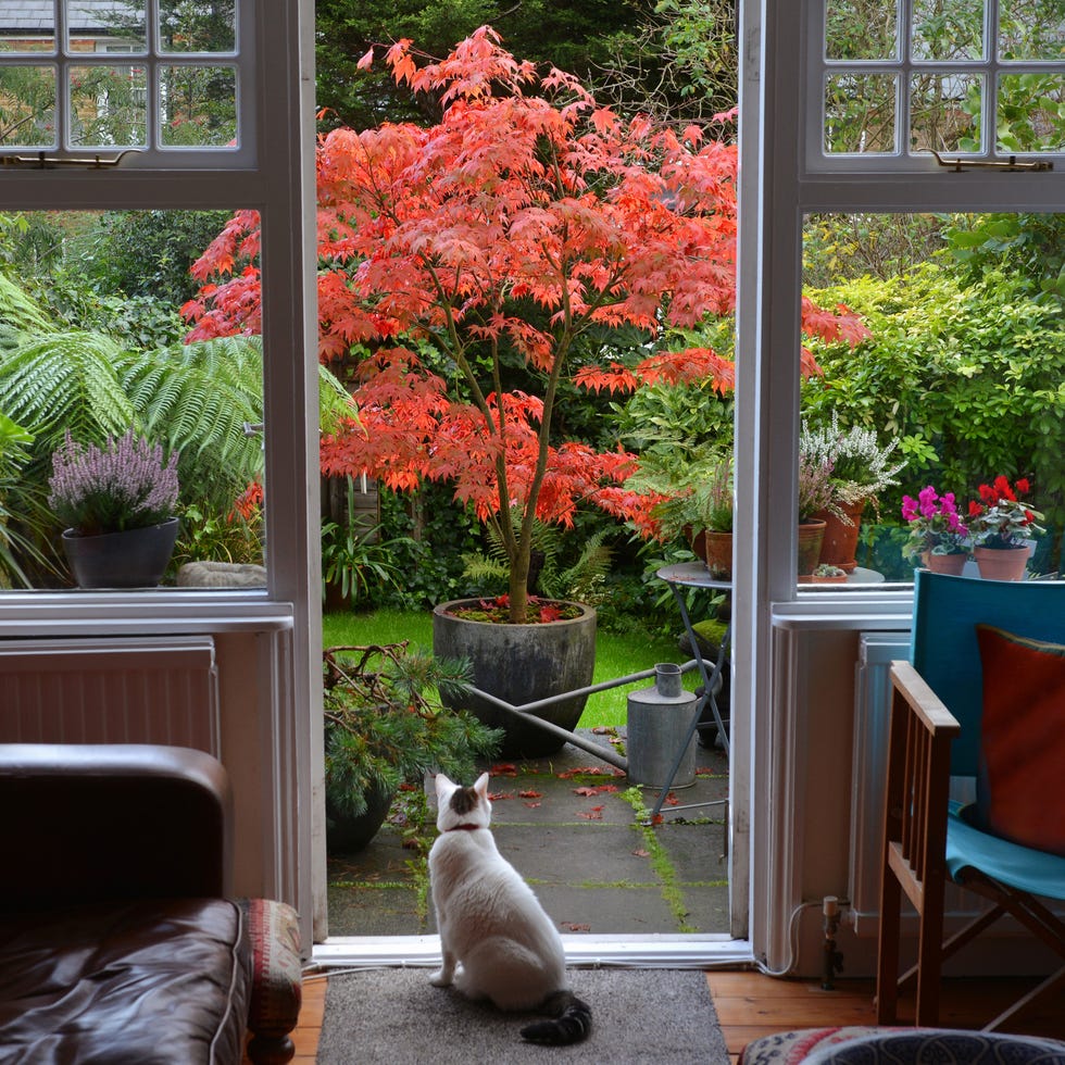 a white cat sits on a mat by french doors overlooking a garden (my garden) and japanese maple in full autumn glory