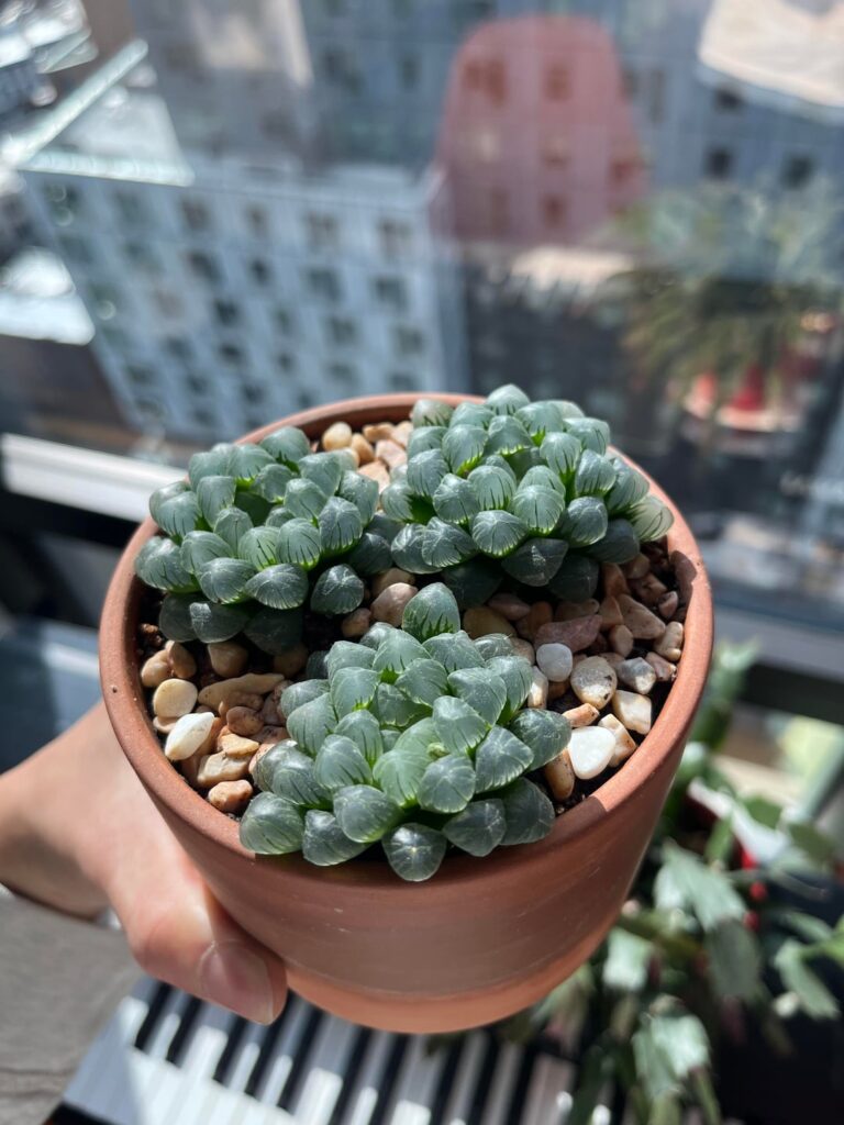 Haworthia cooperi and Ice lantern