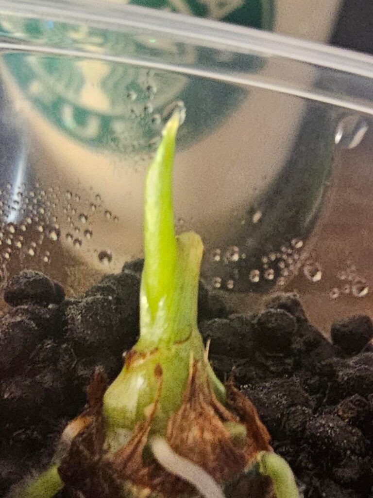 Leaf or sheath? Leaf or sheath?