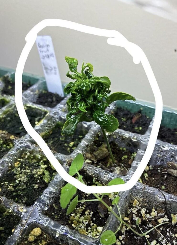 Help with passion fruit plant please!