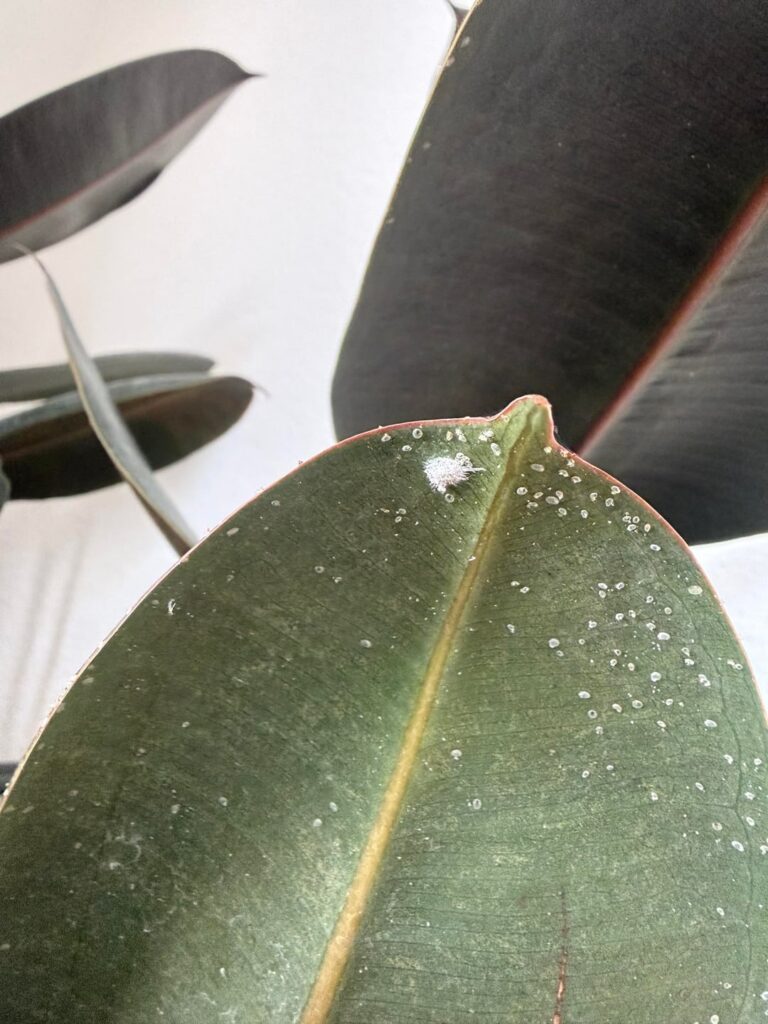 Are these mealy bugs 🫨🫨