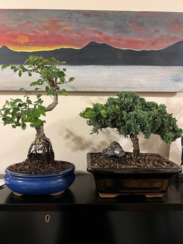 Advice for two new trees?