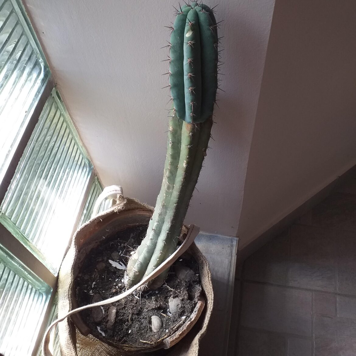 Inherited this san pedro. What to do with it? Repot? Cut the pup? Don't touch it just water it?
