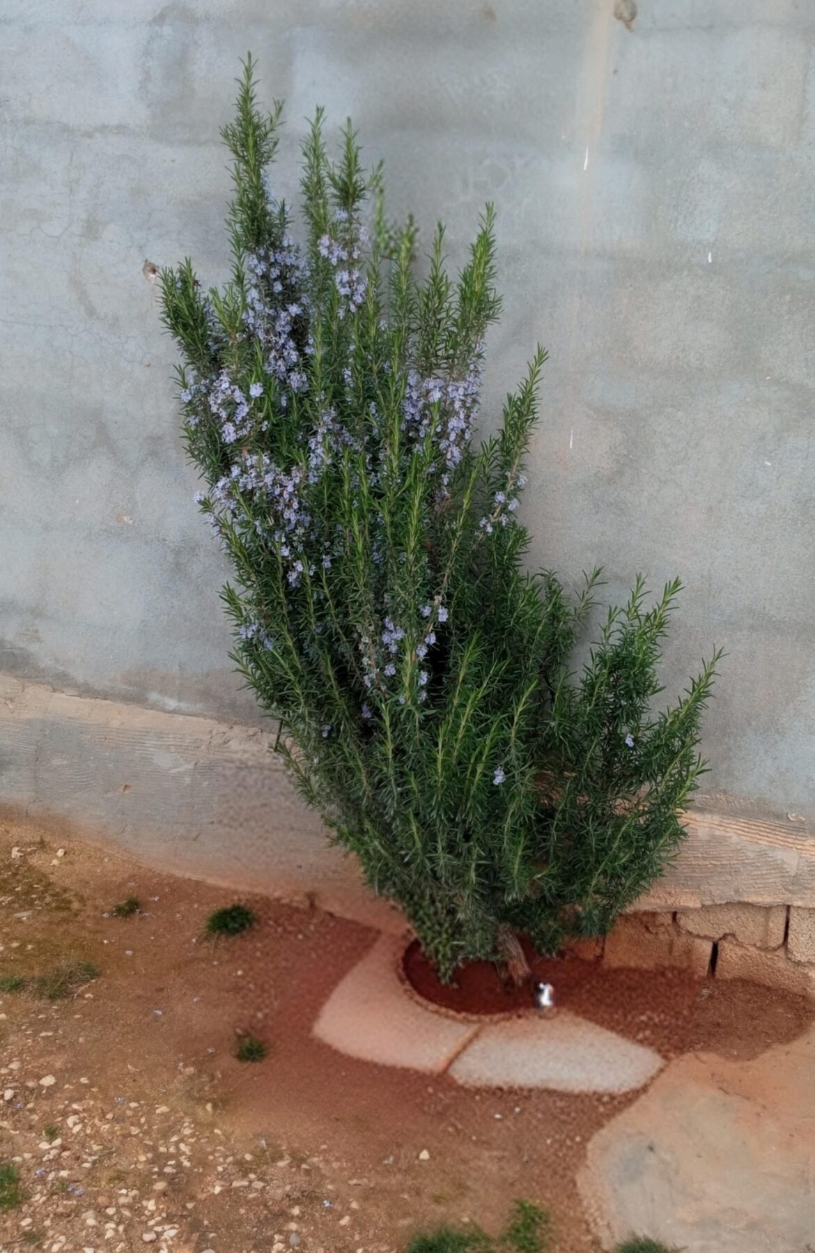 My rosemary grown from a cutting