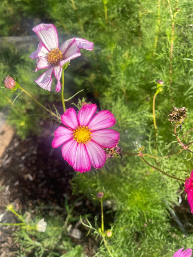 Update on the cosmos I let go to seed!