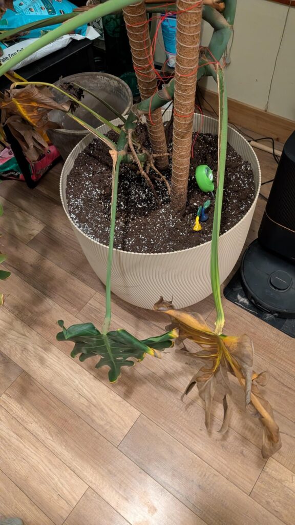 Help changed my Monstera to a slightly bigger pot / new soil and it is dying