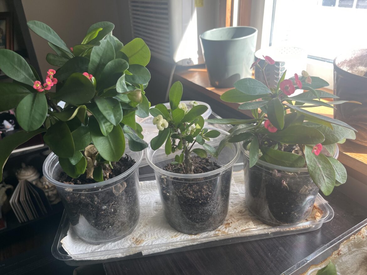 Recommendations of type and size of pots?