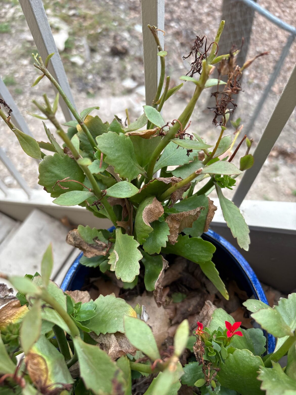 What is causing the browning of the leaf tips? Do I need to water more? What is causing the browning of the leaf tips? Do I need to water more?