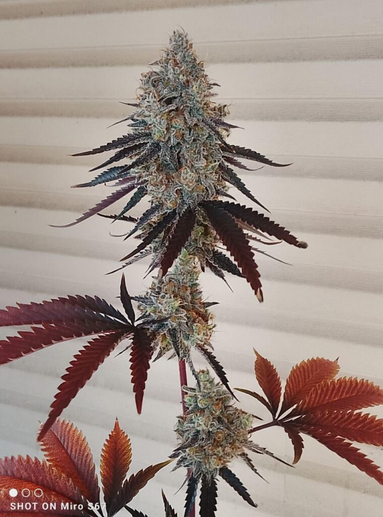 Another Cross ✝️