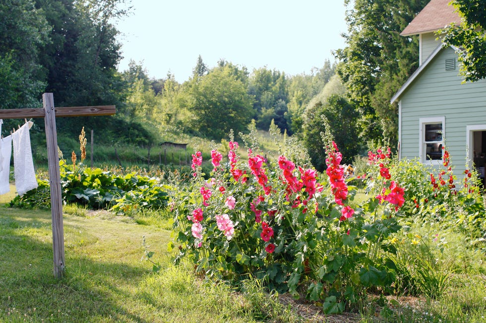 garden with flowers, laundry hanging on line, country home, blooms, country scenes, clothesline garden with flowers, laundry hanging on line, country home, blooms, country scenes, clothesline
