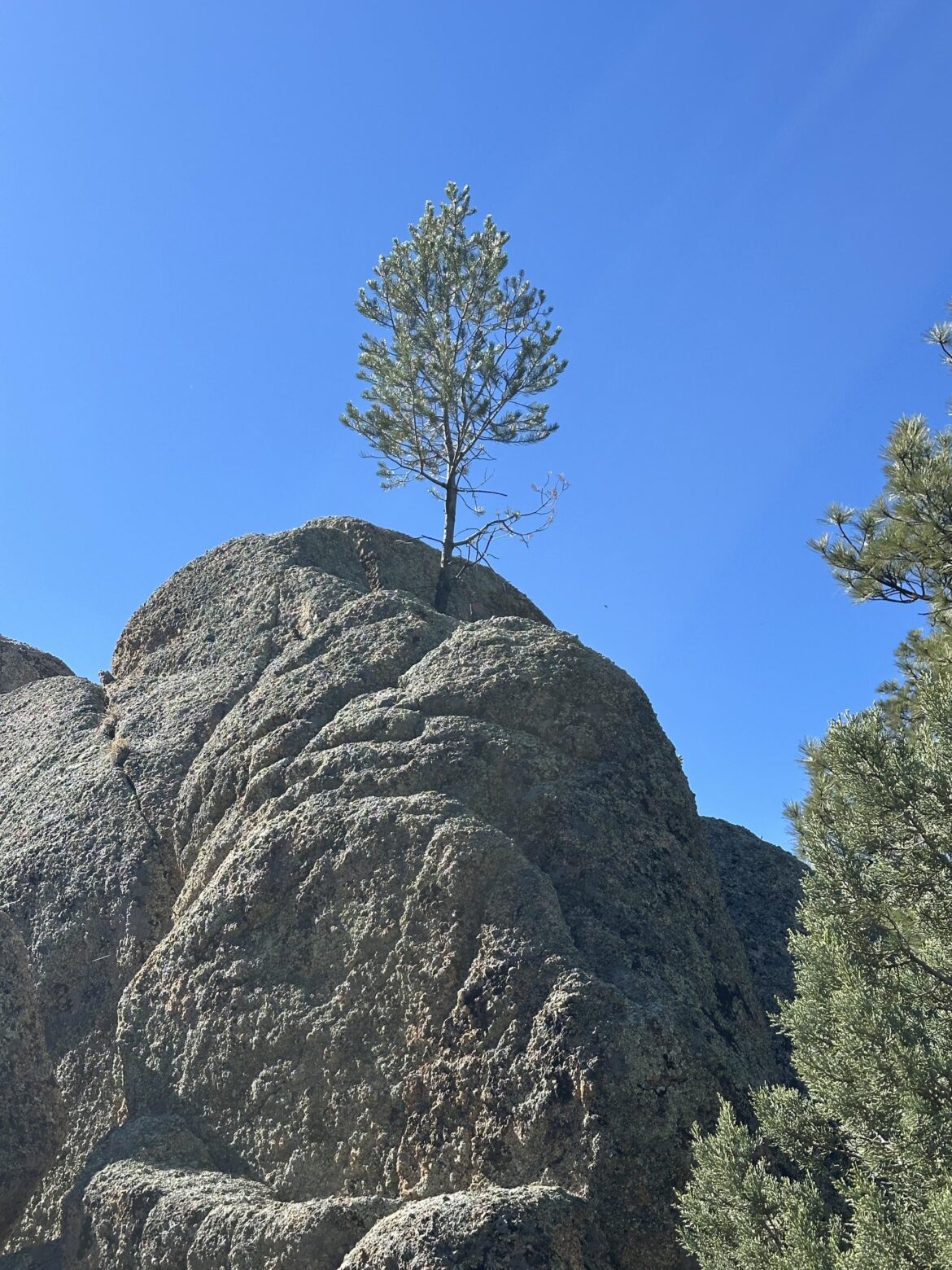 Asking for a friend. Should she remove the rock mulch from around the base of the trunk?