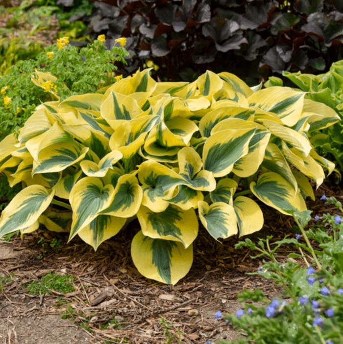 Hosta Autumn Frost