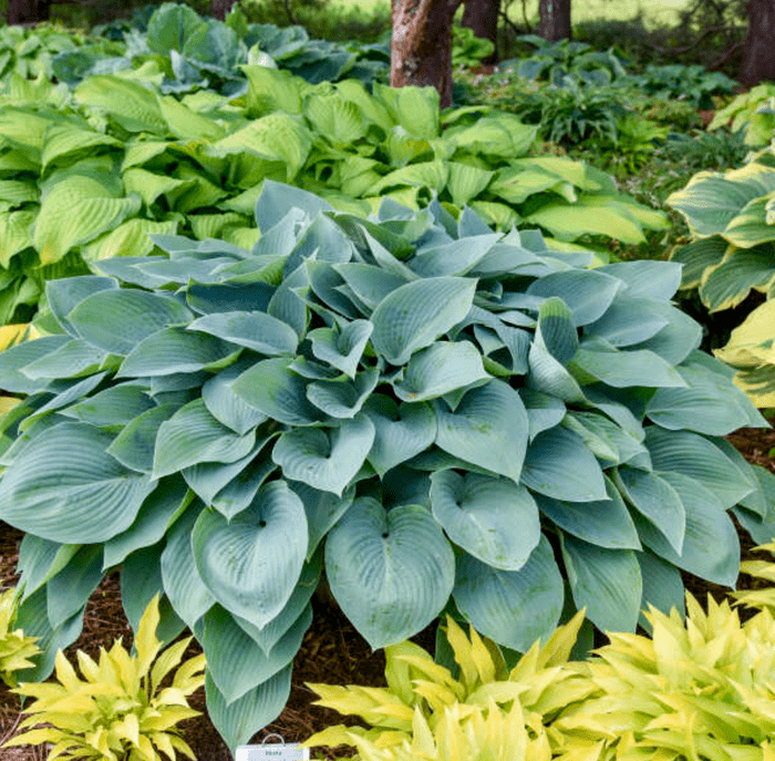 Hosta Halcyon