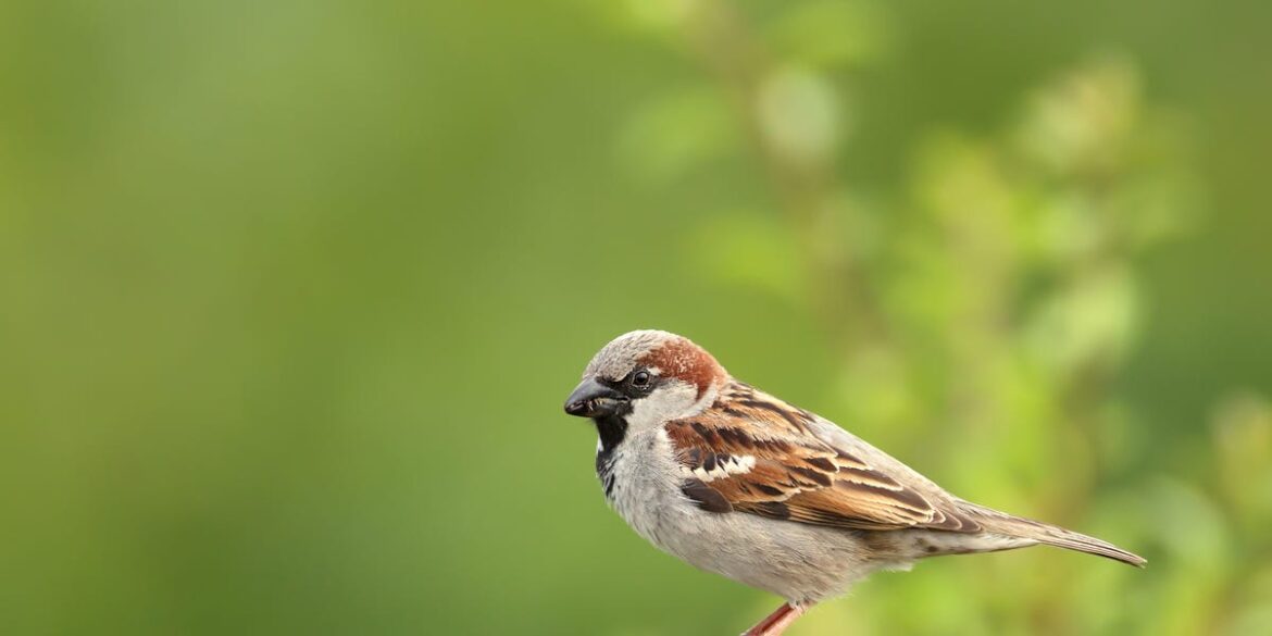 3 Tips For Attracting House Sparrows To Your Garden