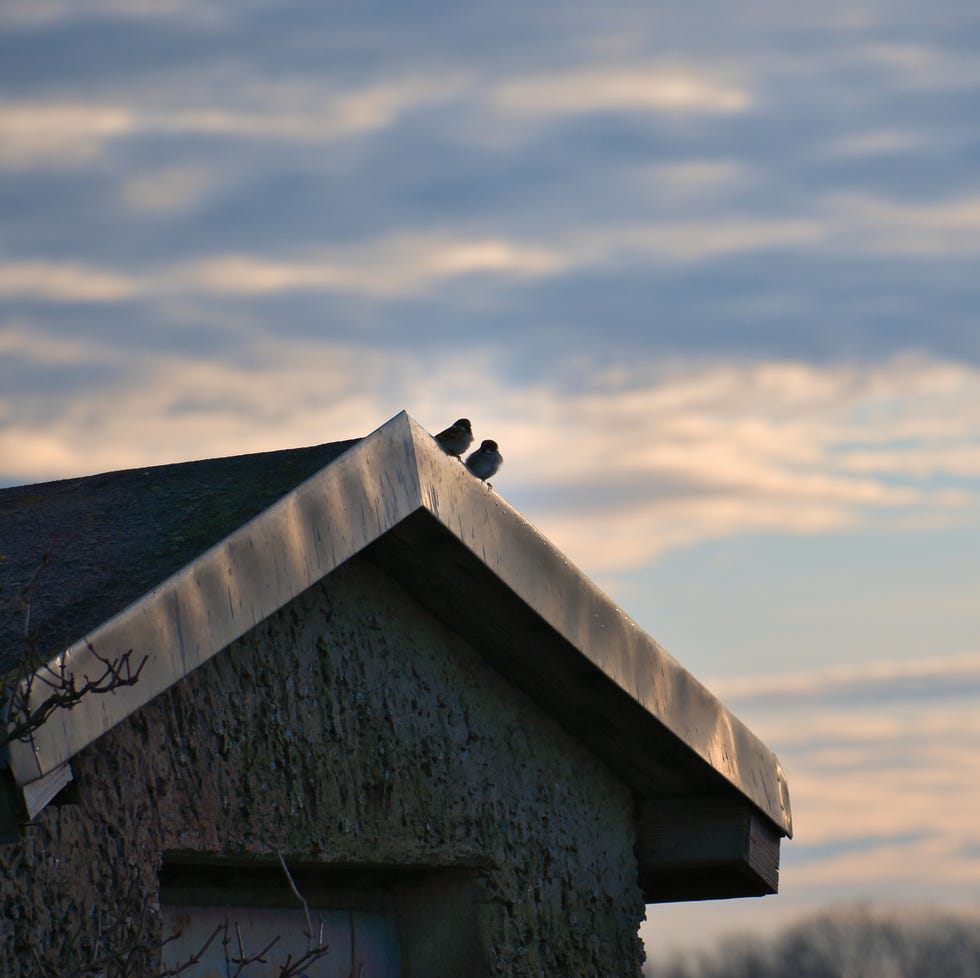 two sparrows sitting on an eaves. animal photo of birds from nature. cloudy sky