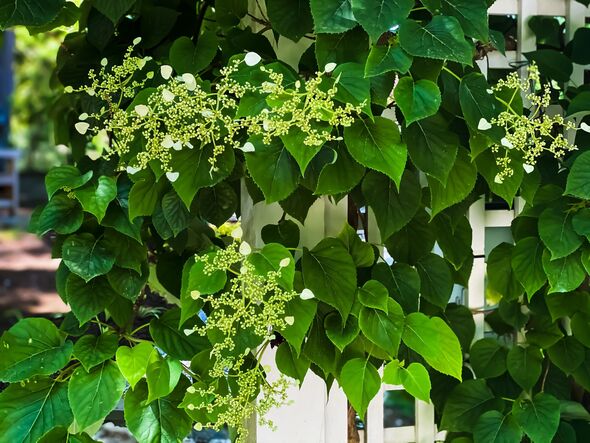 climbing hydrangea covered archway trellis in garden
