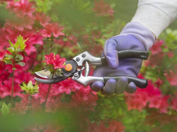 Pruning flowers Pruning flowers