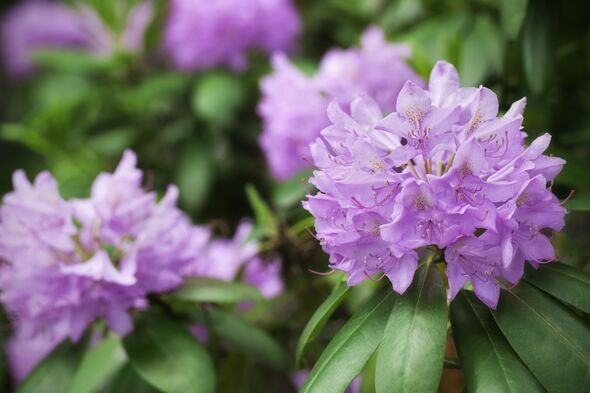 Rhododendron in bloom Rhododendron in bloom