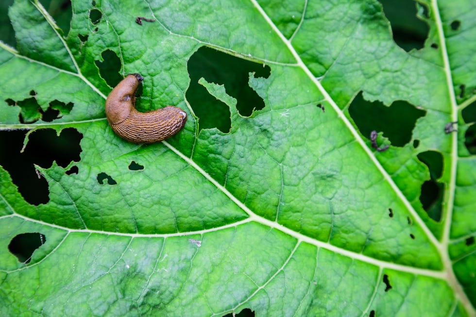 getting rid of slugs from your garden