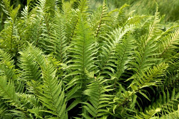 Fern at Tayvallich of Argyll and Bute region in Scotland