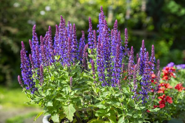 Salvia Nemerosa in flower in June garden Salvia Nemerosa in flower in June garden