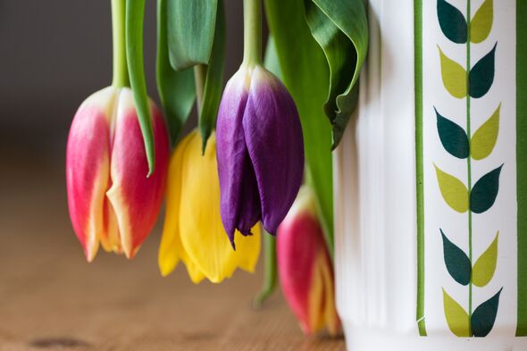 Drooping Tulips Drooping Tulips