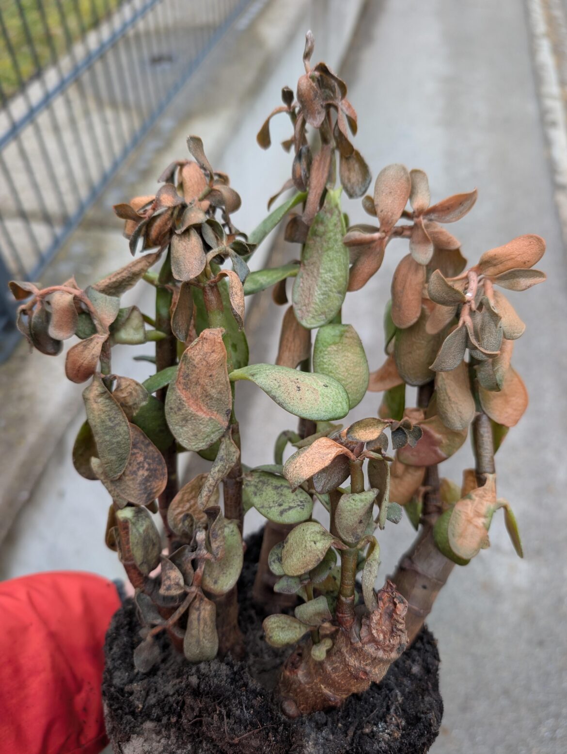 I saw this little friend today. Any chance i can save it?