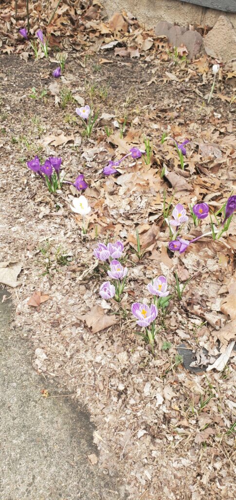 Which flowers are these? Midwest, US