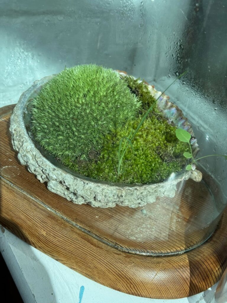 Progress report- under the dome, today and second pic Feb 19th- TX for all the advice
