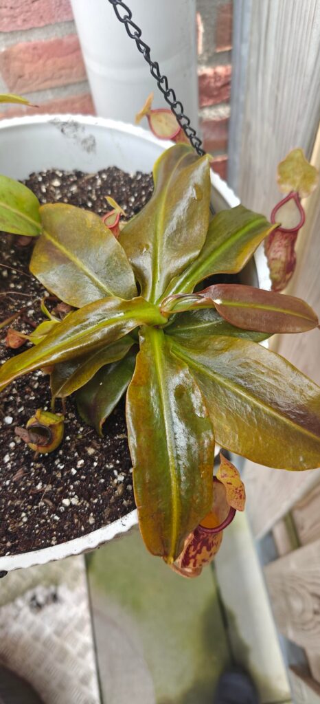 Weird colours on nepenthes leaves? Weird colours on nepenthes leaves?