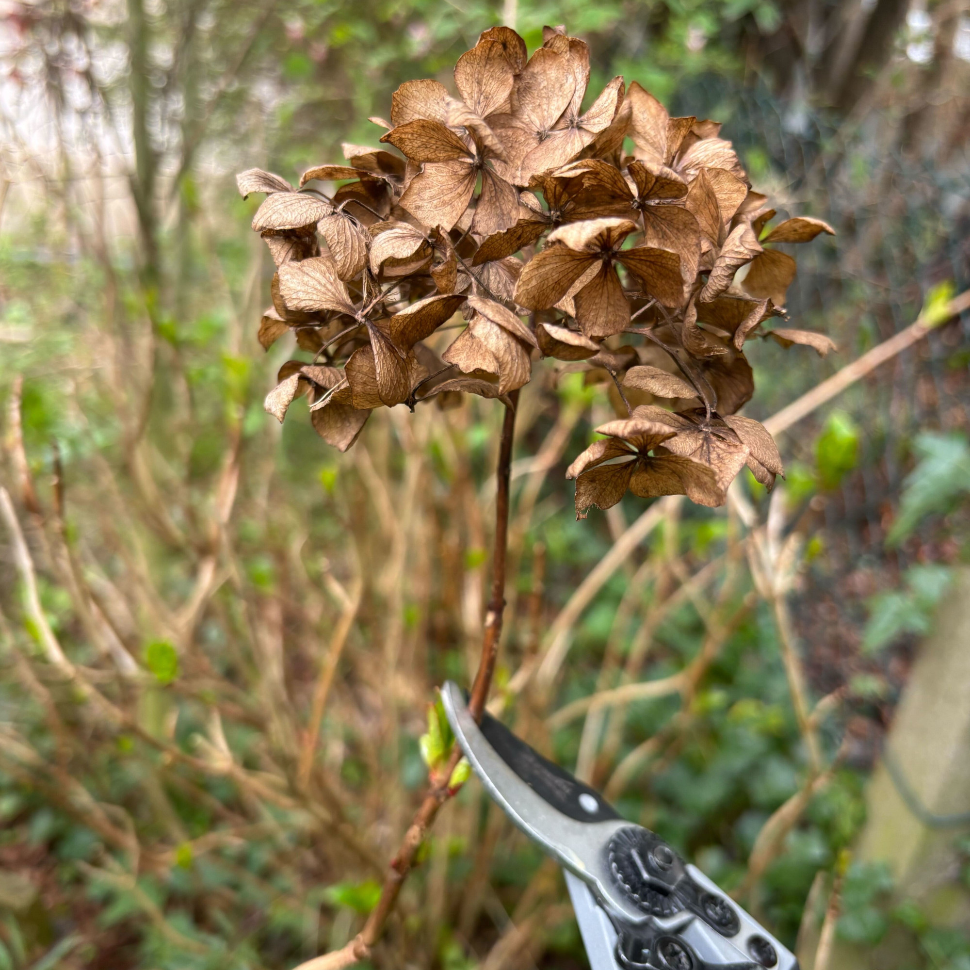 deadheading a mophead hydrangea in spring