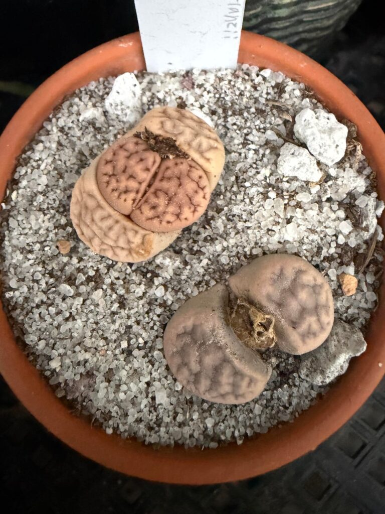 Some nice splits showing off fresh patterns!