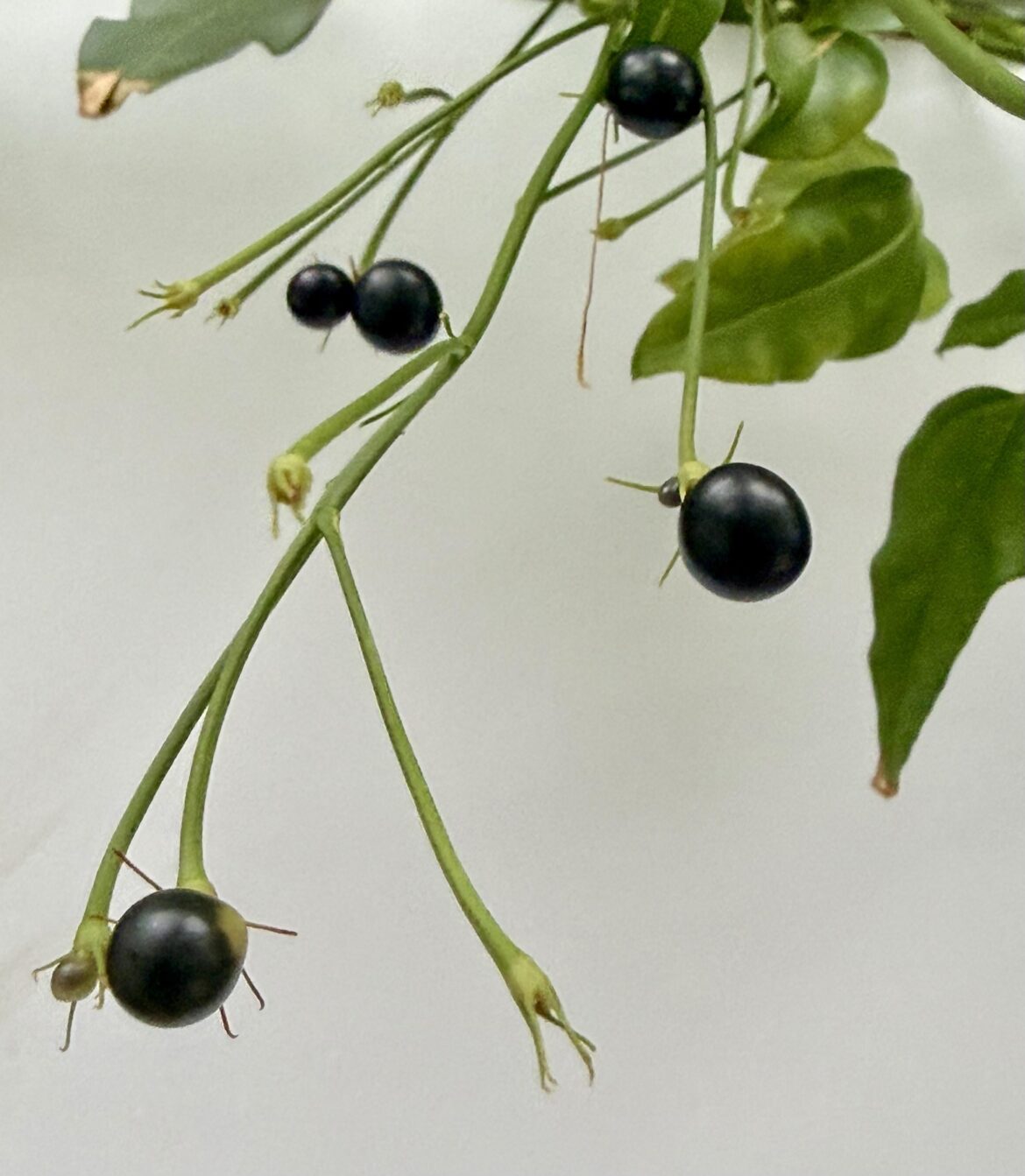 Berries found on Jasminum Polyanthum