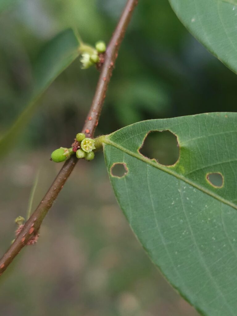 Is this bridelia stipularis? Berries contained two seeds per berry. Peninsular Malaysia