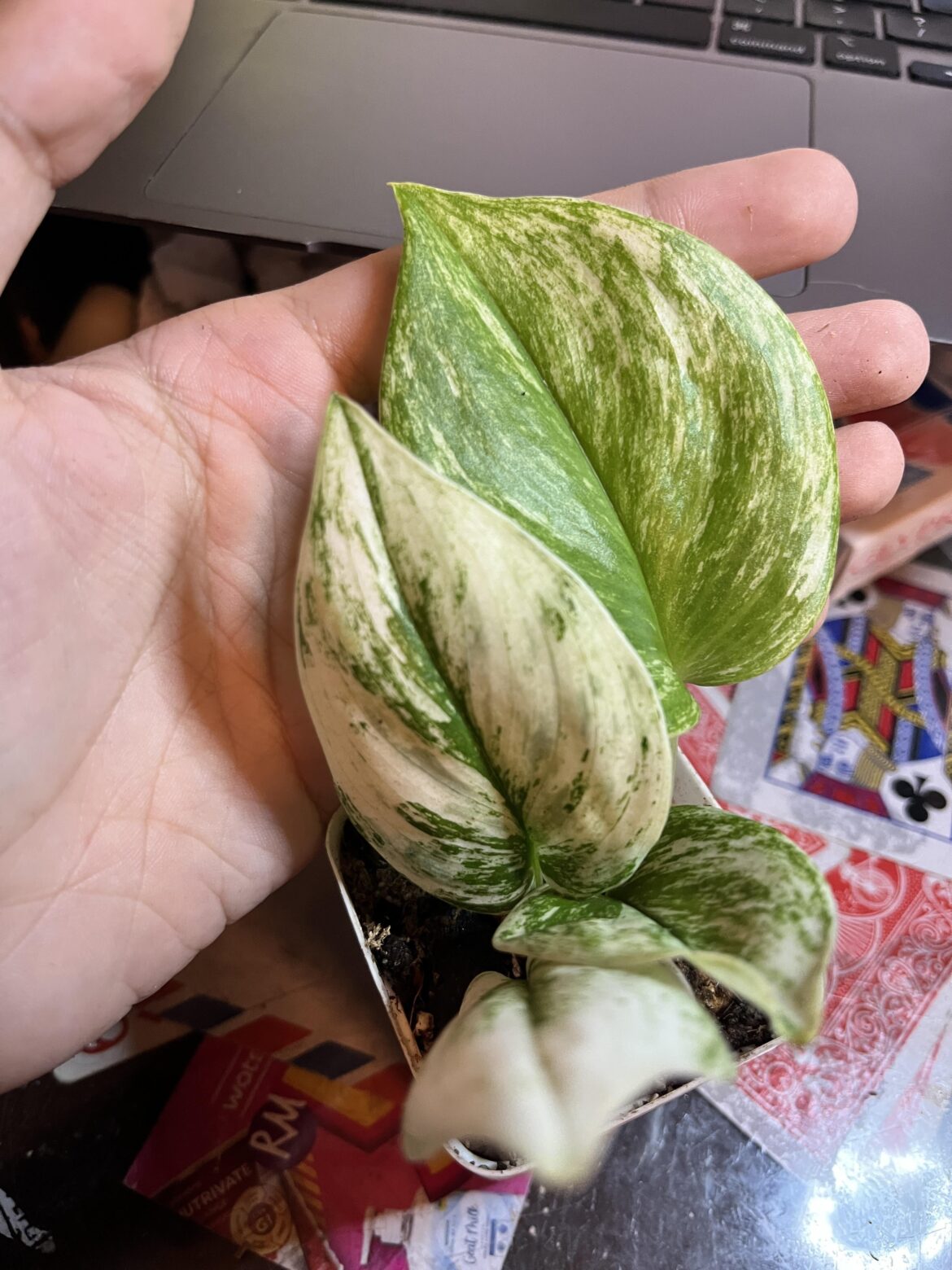 Scindapsus ID please?