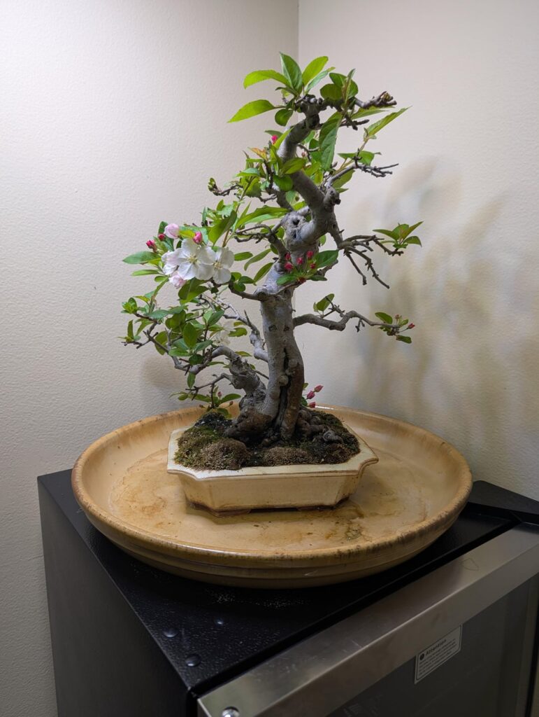 Crabapple in the office this week Crabapple in the office this week