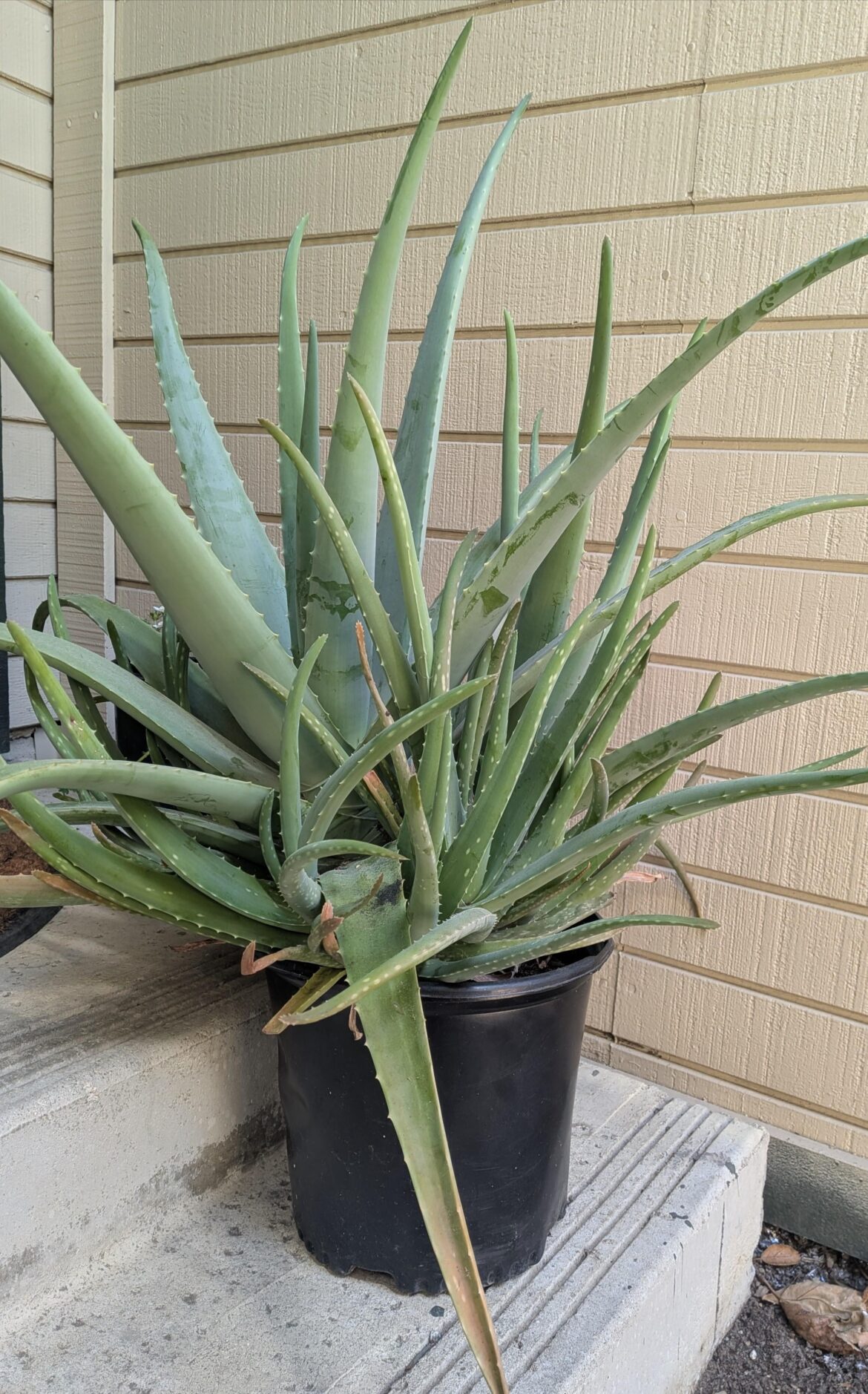 Aloe Vera Help