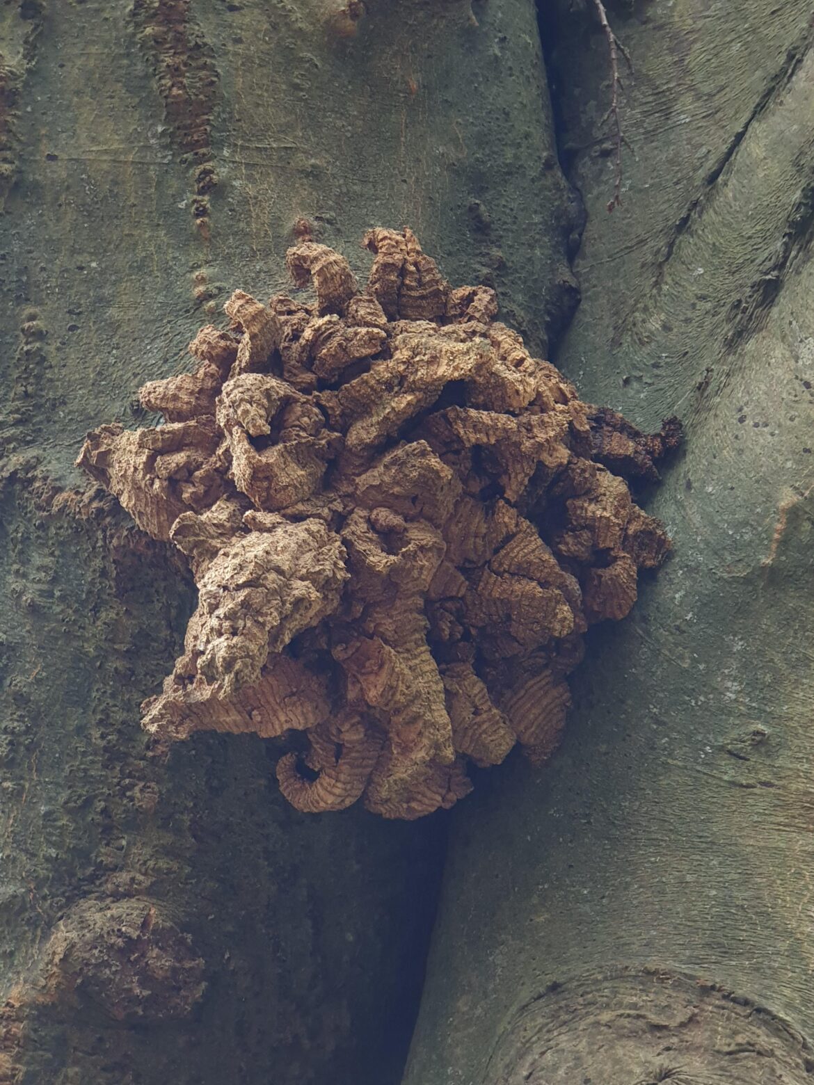 What is this growing on a beech tree?