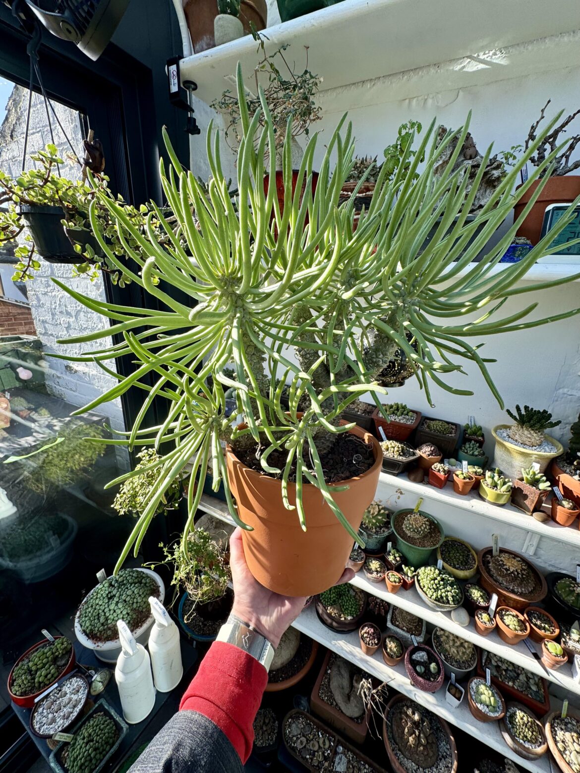 Tylecodon wallichii still living the dream, just slightly dry tips at the moment