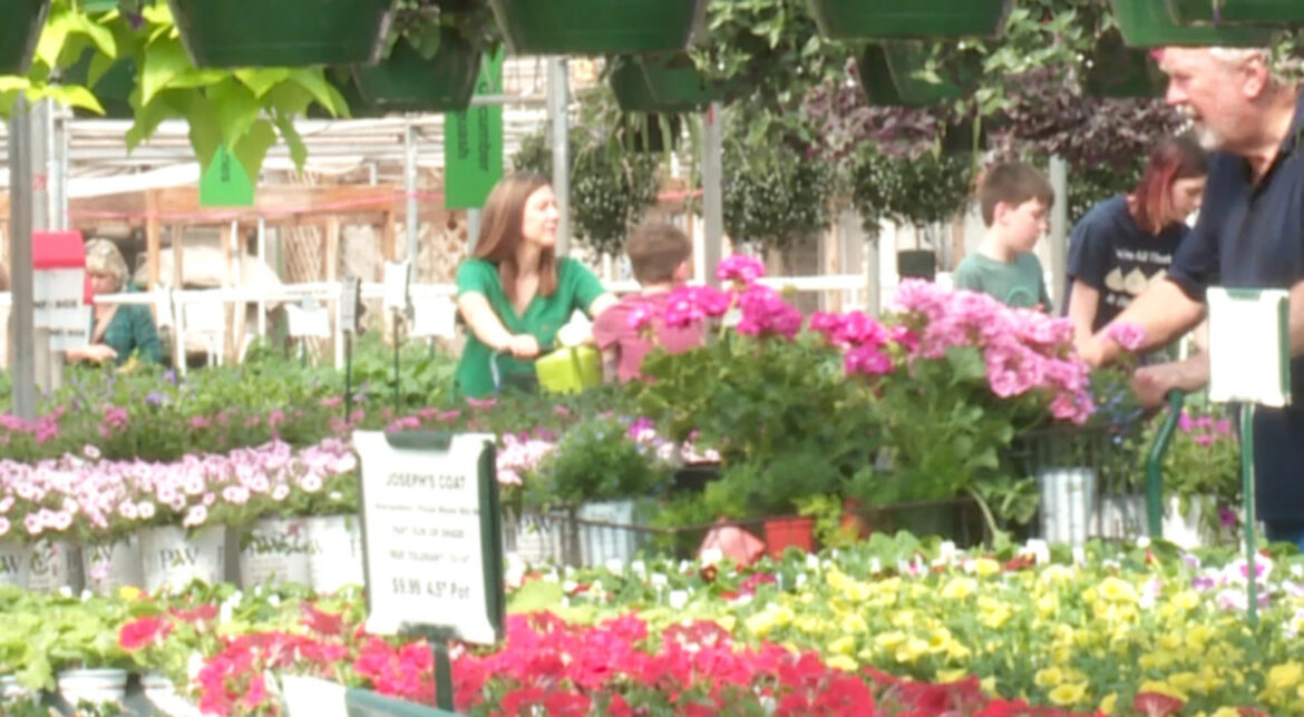 Warm weather brings early rush to garden centers, but experts warn cold snaps could still damage plants
