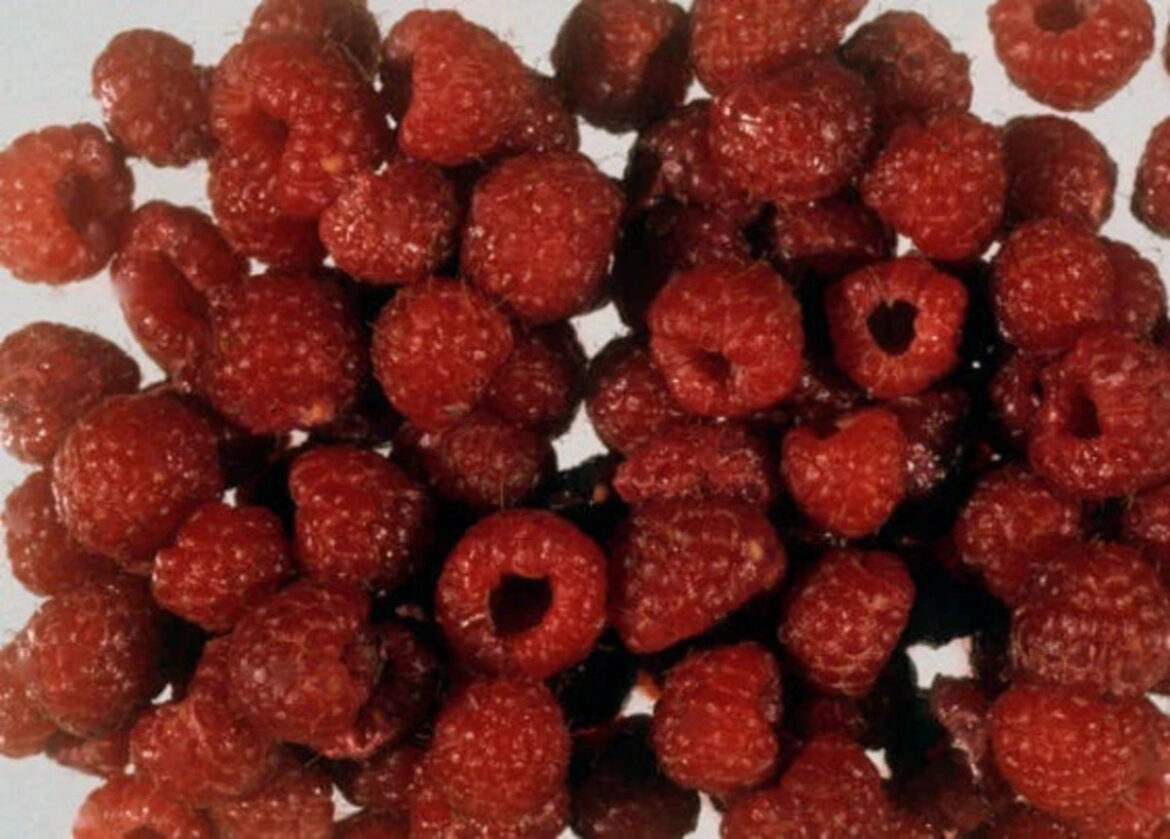 How to grow and prune raspberry bushes How to grow and prune raspberry bushes