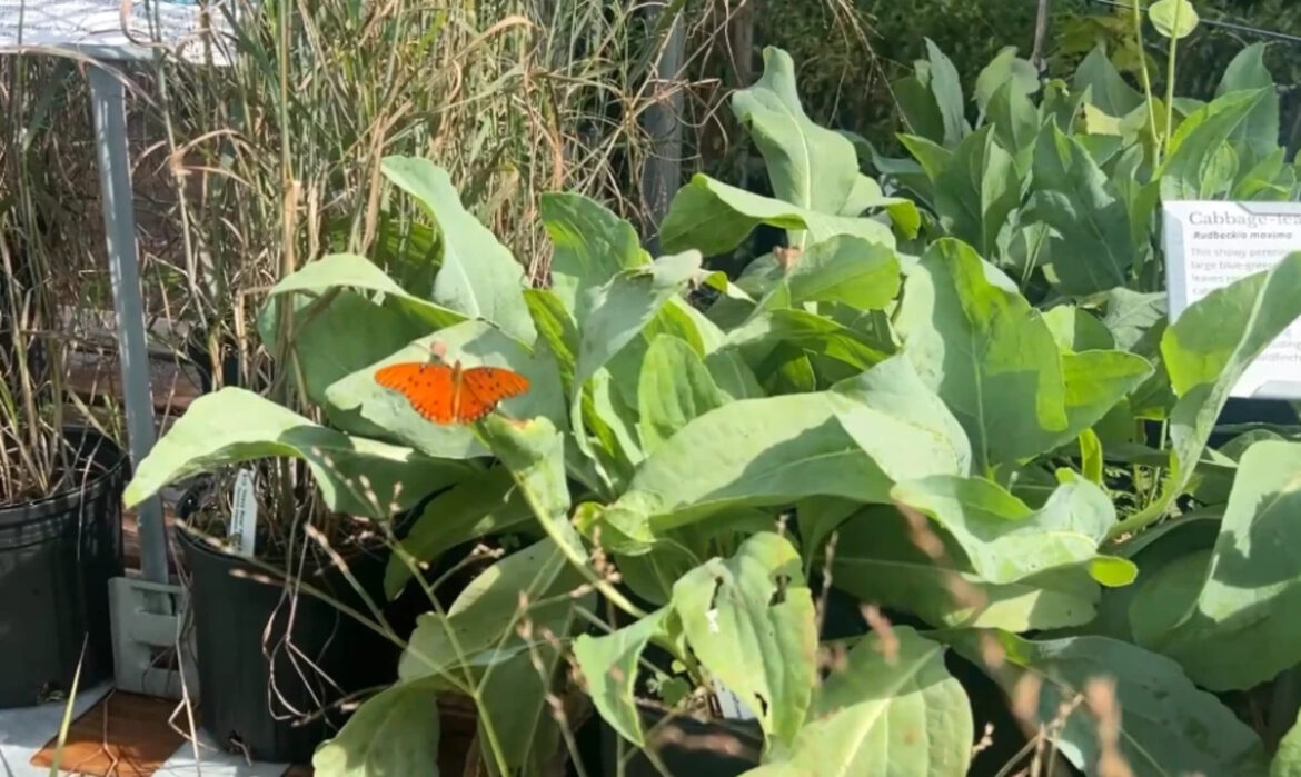 6 tips to make your garden more ocean-friendly: Surfrider Foundation