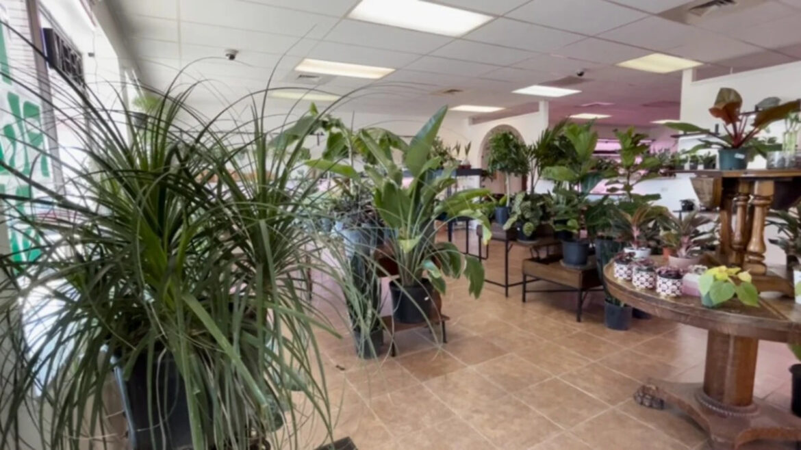 Are you killing your plants? How to diagnose common issues