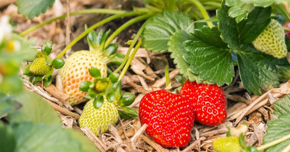Gardening mistake luring slugs to strawberry plants instead of deterring them Gardening mistake luring slugs to strawberry plants instead of deterring them