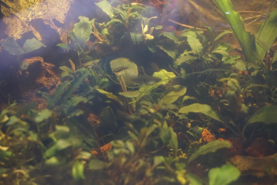 Old photo of my bucephelandra tank